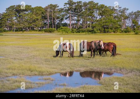 Berühmte Ponys im Chincoteague National Wildlife Refuge Stockfoto
