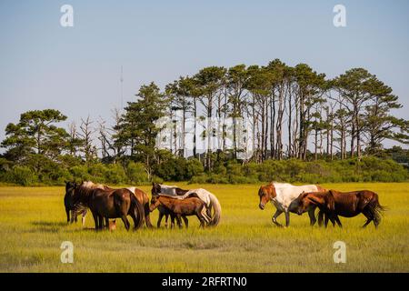 Berühmte Ponys im Chincoteague National Wildlife Refuge Stockfoto