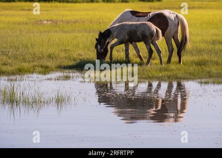Berühmte Ponys im Chincoteague National Wildlife Refuge Stockfoto