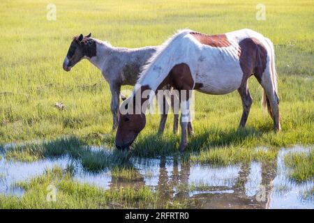 Berühmte Ponys im Chincoteague National Wildlife Refuge Stockfoto