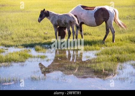 Berühmte Ponys im Chincoteague National Wildlife Refuge Stockfoto