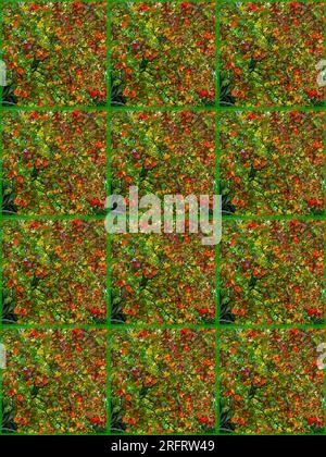 Hintergrund: Rot, grün, gelb, braun, Ahornblätter. Vertikaler Blatthintergrund. Konstruktion in Form von Platten. Stockfoto