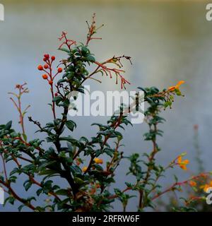 Berberis, auch bekannt als Barberry. Wilde rote Beeren und Laub wachsen am Ufer eines Sees. Künstlerische Unschärfe. Stockfoto