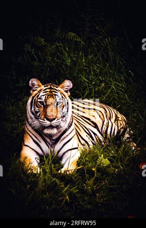 Orangentiger, der im Gras ruht Stockfoto