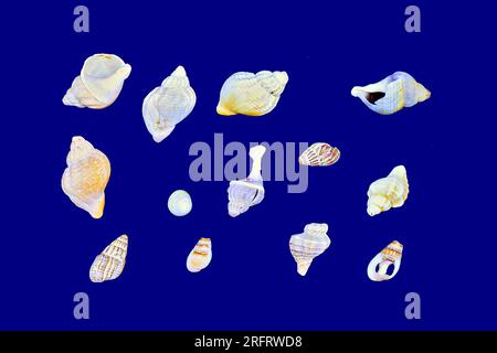 Eine Anordnung von hauptsächlich Muschelmuscheln auf dunkelblauem Hintergrund. Gelb, weiß, braun, orange. Stillleben. Stockfoto