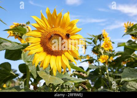 Hamburg, Deutschland. 05. Aug. 2023. Blick auf Sonnenblumen in einer Gartenanlage in Niendorfer Gehege. Kredit: Georg Wendt/dpa/Alamy Live News Stockfoto