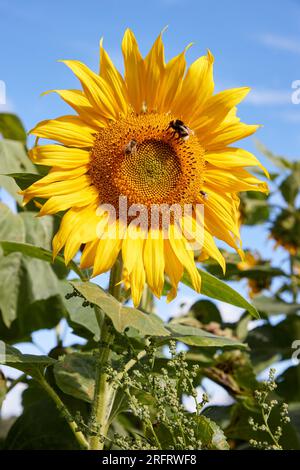 Hamburg, Deutschland. 05. Aug. 2023. Blick auf eine Sonnenblume in einem Gartenbereich in Niendorfer Gehege. Kredit: Georg Wendt/dpa/Alamy Live News Stockfoto