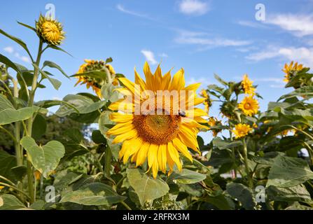 Hamburg, Deutschland. 05. Aug. 2023. Blick auf Sonnenblumen in einer Gartenanlage in Niendorfer Gehege. Kredit: Georg Wendt/dpa/Alamy Live News Stockfoto