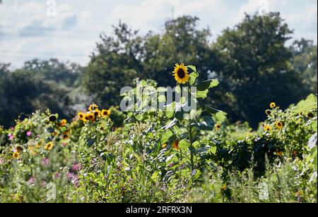 Hamburg, Deutschland. 05. Aug. 2023. Blick auf Sonnenblumen in einer Gartenanlage in Niendorfer Gehege. Kredit: Georg Wendt/dpa/Alamy Live News Stockfoto