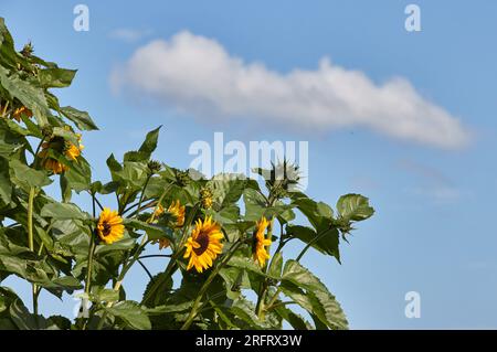 Hamburg, Deutschland. 05. Aug. 2023. Blick auf Sonnenblumen und eine Wolke am blauen Himmel in Niendorfer Gehege. Kredit: Georg Wendt/dpa/Alamy Live News Stockfoto