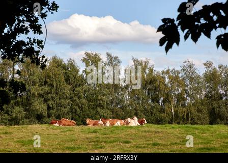 Hamburg, Deutschland. 05. Aug. 2023. Kühe liegen auf einer Weide im Niendorfer Gehege unter blauem Himmel mit einzelnen Wolken. Kredit: Georg Wendt/dpa/Alamy Live News Stockfoto