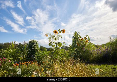 Hamburg, Deutschland. 05. Aug. 2023. Blick auf Sonnenblumen in einer Gartenanlage in Niendorfer Gehege. Kredit: Georg Wendt/dpa/Alamy Live News Stockfoto