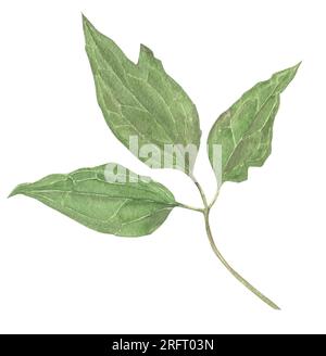 Von Hand gemalte Gartenklaumblätter in Aquarell. Blumenelemente für eine Einrichtung, Drucke im Vintage-, viktorianischen und Busho-Stil. Stockfoto