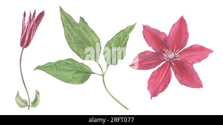 Clematis Blumen und Blätter handgezeichnet in Aquarell. Blumenelemente für eine Einrichtung, Drucke im Vintage-, viktorianischen und Busho-Stil. Stockfoto