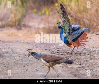 Peacock tanzt für Peahen Stockfoto