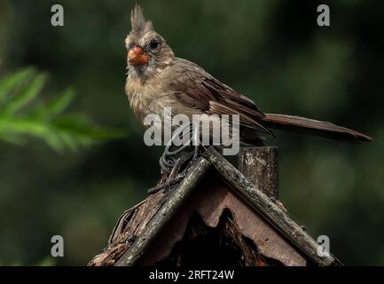 Weiblicher Nordkardinal auf dem Vogelhaus-Dach Stockfoto