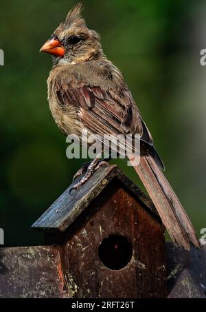 Weiblicher Nordkardinal auf dem Vogelhaus-Dach Stockfoto