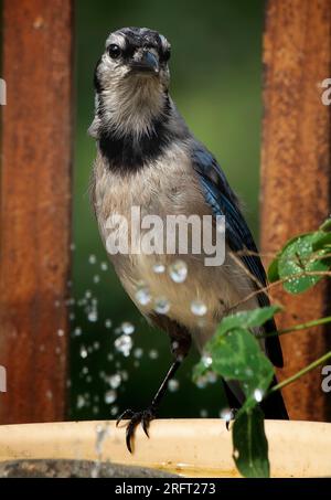 Ein Bluejay kommt an Deck an Stockfoto