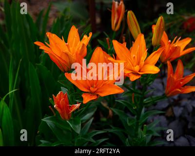 Auftakt der Sommerblüte mit Doppelblumen Kürbis-Orange-Garten Lilium Scoubidou. Stockfoto