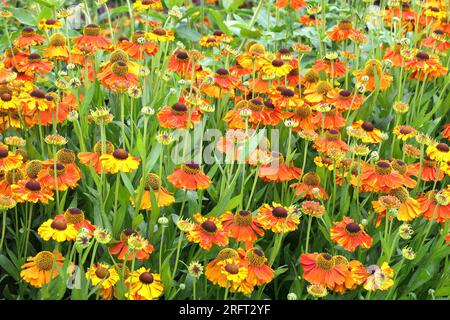 Nahaufnahme der mehrfarbigen, mehrjährigen, blühenden Gartenpflanze helenium sahin oder Sneezeweeed. Stockfoto