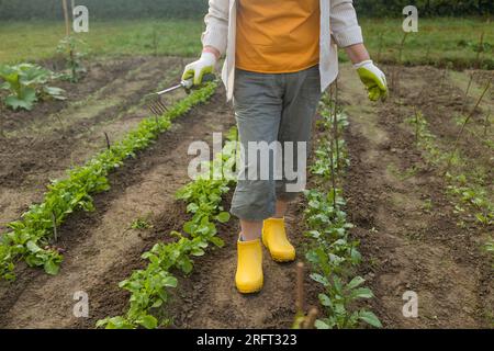 Gärtnerhände, die mit einem kleinen grünen Griff arbeiten, lösen den Boden auf einem Blumenbeet Stockfoto