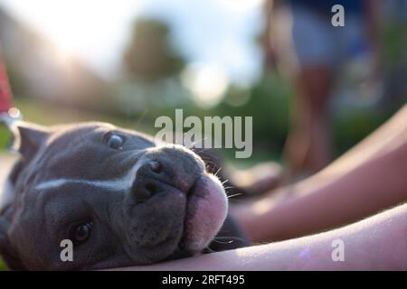 Nahaufnahme eines grauen Hundes, der sich mit einem schönen Bokeh entspannt Stockfoto
