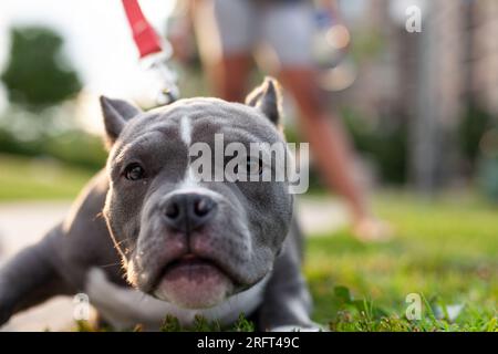 Nahaufnahme eines grauen Hundes mit Bokeh Stockfoto