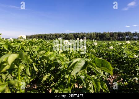 Kartoffelfeld mit grünen Büschen blühender Kartoffeln, landwirtschaftliches Feld mit Kartoffeln in der Sommersaison Stockfoto