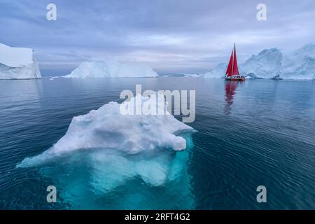 Rote Segel entlang des Ilulissat Ice Fjord nördlich des Polarkreises, Disko Bay, Grönland Stockfoto