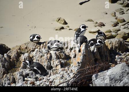 Großformat Nahaufnahme einer kleinen Gruppe wilder südafrikanischer Pinguine, die sich in der Sonne eines Betty's Bay Strandes sonnen. Stockfoto