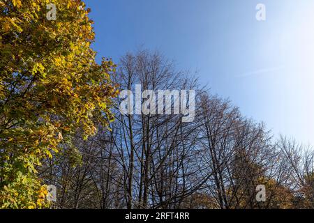 Bäume mit Laub fallen im Herbst, verschiedene Laubbäume mit Laub fallen von Ästen auf den Boden bei Wind im Herbst Stockfoto