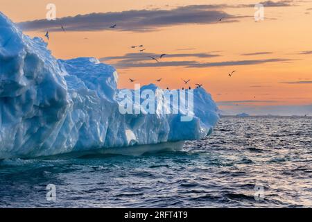 Möwen fliegen vom Eisberg bei Sonnenuntergang in Disko Bay, Grönland Stockfoto