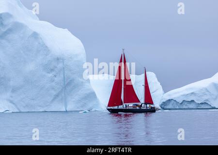 Rote Segel entlang des Ilulissat Ice Fjord nördlich des Polarkreises, Disko Bay, Grönland Stockfoto