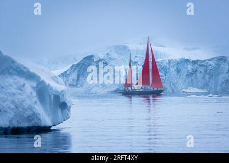 Rote Segel entlang des Ilulissat Ice Fjord nördlich des Polarkreises, Disko Bay, Grönland Stockfoto