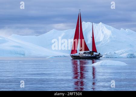 Rote Segel entlang des Ilulissat Ice Fjord nördlich des Polarkreises, Disko Bay, Grönland Stockfoto