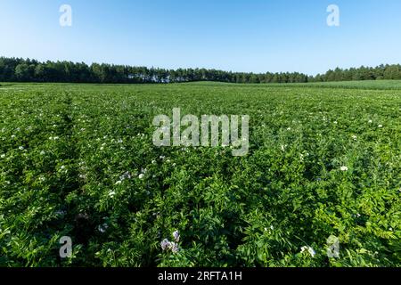 Kartoffelfeld mit grünen Büschen blühender Kartoffeln, landwirtschaftliches Feld mit Kartoffeln in der Sommersaison Stockfoto