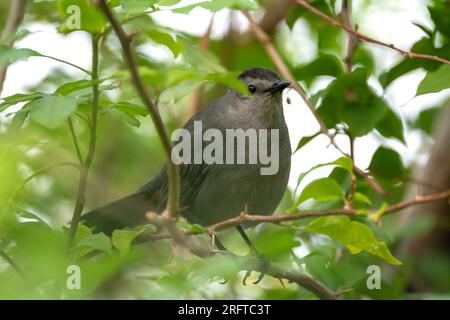 Ein grauer Katzenvogel auf einem Ast in den Sommerbüschen Floridas Stockfoto