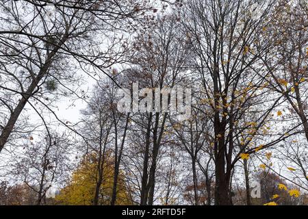 Bäume mit Laub fallen im Herbst, verschiedene Laubbäume mit Laub fallen von Ästen auf den Boden bei Wind im Herbst Stockfoto