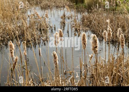 Sumpfgebiet mit Typha latifolia, besser bekannt als Laubkattail oder Busch, Landschaft. Stockfoto