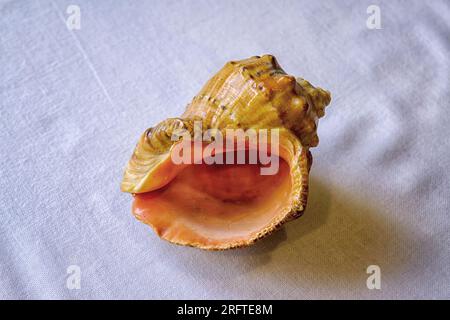 Leere Hülle aus Rapana venosa isoliert auf weißer Hintergrundnaht. Stockfoto