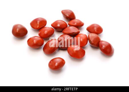 Lucky Seed (Saga Tree Seed) isoliert auf weißem Hintergrund Stockfoto