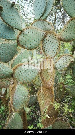 Nahaufnahme des Riesen opuntia (opuntia galapageia), selektiver Fokus, Galapagosinseln, Ecuador. Stockfoto