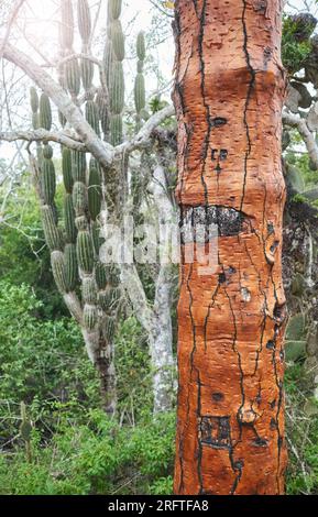 Nahaufnahme des riesentroms opuntia (opuntia galapageia), selektiver Fokus, Galapagos-Inseln, Ecuador. Stockfoto