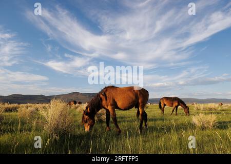 Mono County, Kalifornien. 22. Juli 2023. Blick von der Seite auf wilde Pferde, die von der späten Nachmittagssonne auf einer Weide östlich von Mono Lake, Kalifornien, erstrahlt werden. Stockfoto