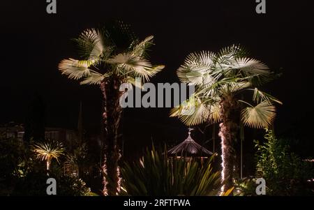 Augsburg, Deutschland. 05. Aug. 2023. Palmen werden von unten im „Lichterzauber“ im botanischen Garten beleuchtet. Jeden Samstag, bis zum 13. August, gehen im Botanischen Garten unzählige Lichter in der Dämmerung an. Zu diesem Zweck ist der Botanische Garten bis Mitternacht geöffnet. Kredit: Stefan Puchner/dpa/Alamy Live News Stockfoto