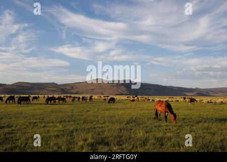 Mono County, Kalifornien. 22. Juli 2023. Blick von der Seite auf wilde Pferde, die von der späten Nachmittagssonne auf einer Weide östlich von Mono Lake, Kalifornien, erstrahlt werden. Stockfoto