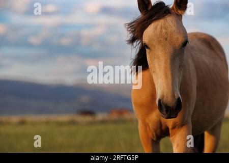 Mono County, Kalifornien. 22. Juli 2023. Blick auf das wilde Pferd, das am späten Nachmittag von der Sonne erstrahlt wird, auf einer Weide östlich von Mono Lake, Kalifornien. Stockfoto