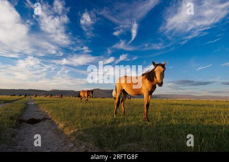 Mono County, Kalifornien. 22. Juli 2023. Blick von der Seite auf wilde Pferde, die von der späten Nachmittagssonne auf einer Weide östlich von Mono Lake, Kalifornien, erstrahlt werden. Stockfoto