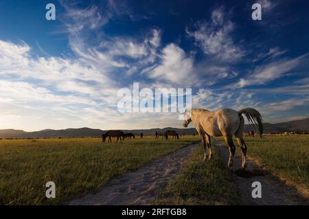 Mono County, Kalifornien. 22. Juli 2023. Blick von der Seite auf wilde Pferde, die von der späten Nachmittagssonne auf einer Weide östlich von Mono Lake, Kalifornien, erstrahlt werden. Stockfoto