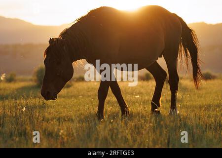 Mono County, Kalifornien. 22. Juli 2023. Blick von der Seite auf wilde Pferde, die von der späten Nachmittagssonne auf einer Weide östlich von Mono Lake, Kalifornien, erstrahlt werden. Stockfoto